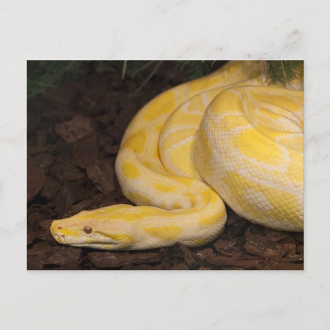 Fantastisk Gult Burmese Python Vykort (Framsida)