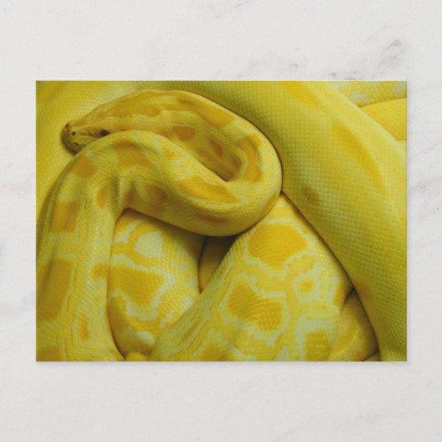 Fantastisk Gult Burmese Python Vykort (Framsida)