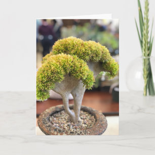 Fantastisk Gult Crested Echeveria Succulate Card Kort