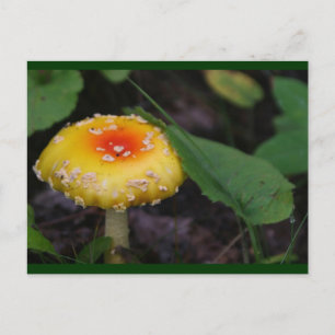 Fantastisk Gult Mushroom Vykort