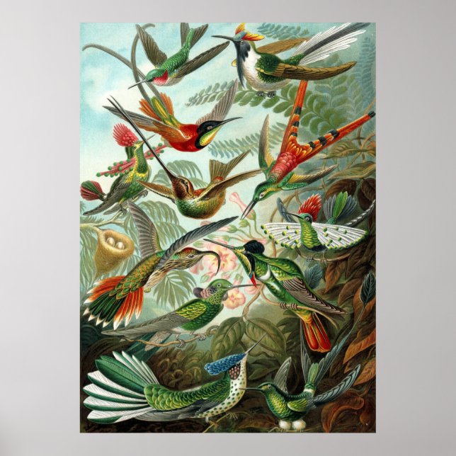 Fantastisk hummingbird Bild av Ernst Haeckel Poster (Framsidan)