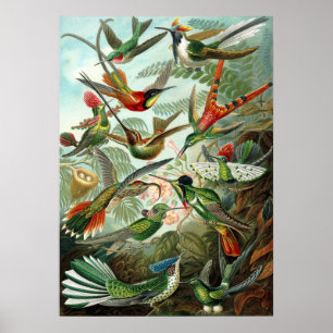 Fantastisk hummingbird Bild av Ernst Haeckel Poster