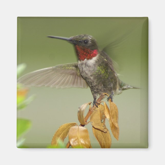 Fantastisk Hummingbird Magnet (Framsidan)