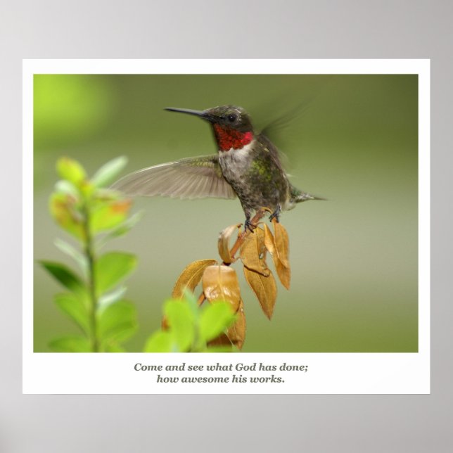 Fantastisk Hummingbird Poster (Framsidan)