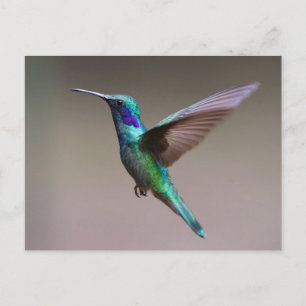 Fantastisk hummingbird under flygning vykort