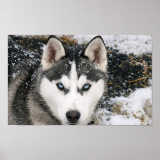 Fantastisk Husky Poster