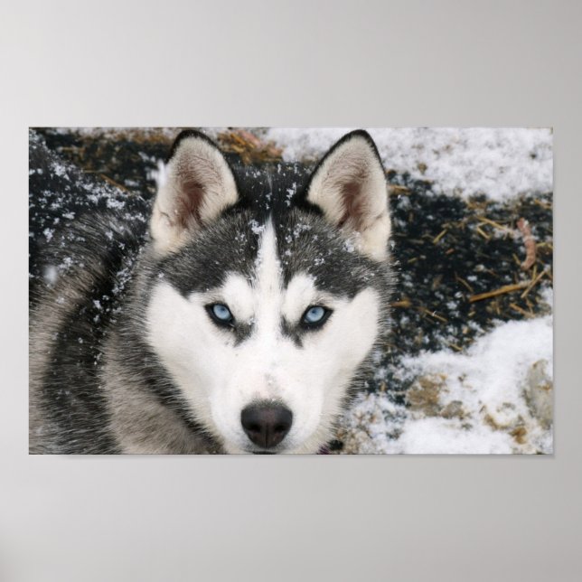 Fantastisk Husky Poster (Framsidan)