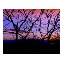 Fantastisk Lila Sunset med Träd Silhouettes