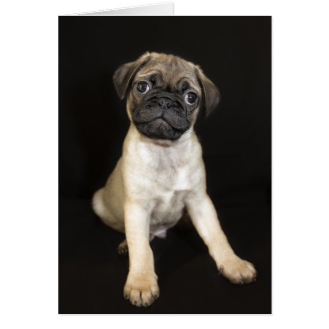 Fantastisk Little Pug Puppy Hälsningskort (Framsidan)