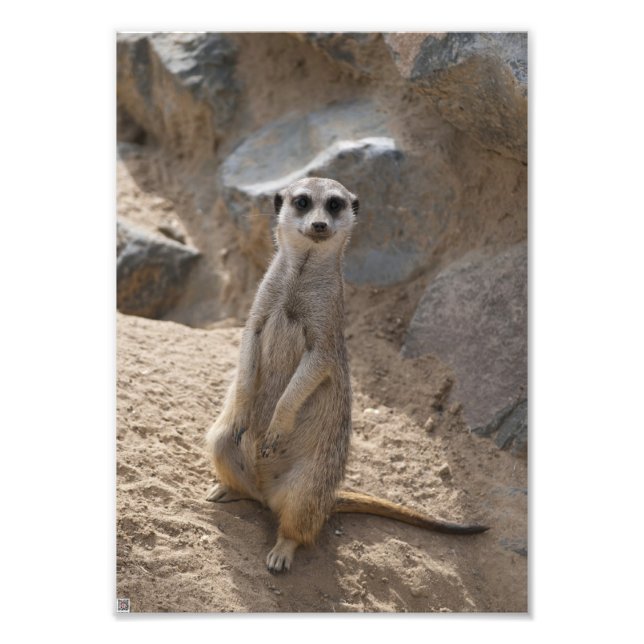 Fantastisk Meerkat Fototryck (Framsidan)