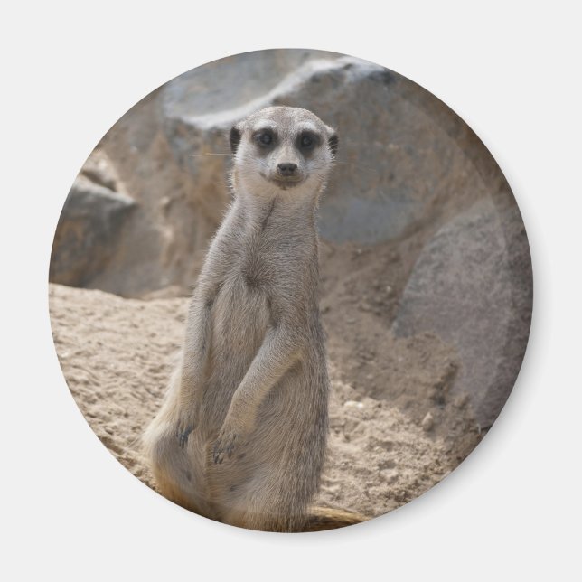 Fantastisk Meerkat Magnet (Framsidan)