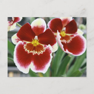 Fantastisk miltona orchid vykort