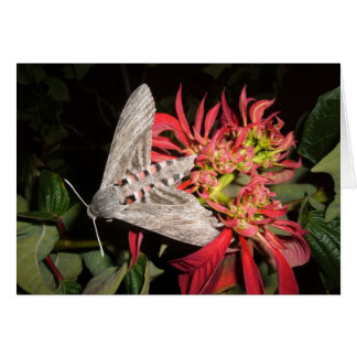 Fantastisk Moth Bild taget i Zambia OBS Kort