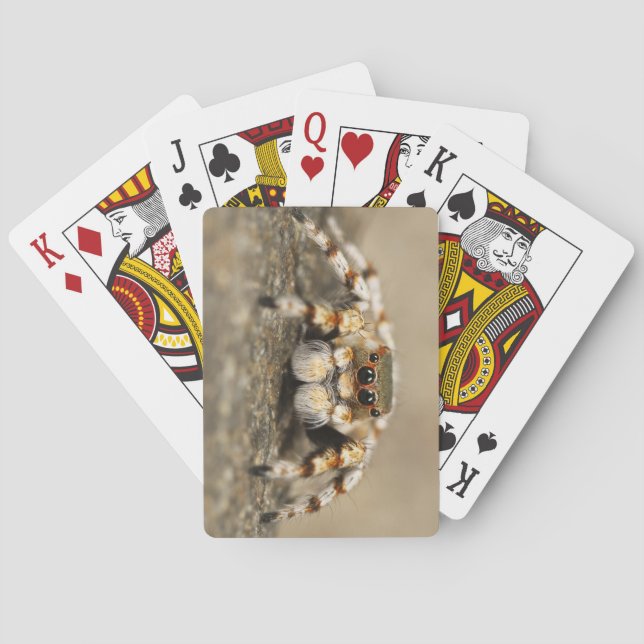 Fantastisk nära en Tarantula Spider Casinokort (Baksidan)