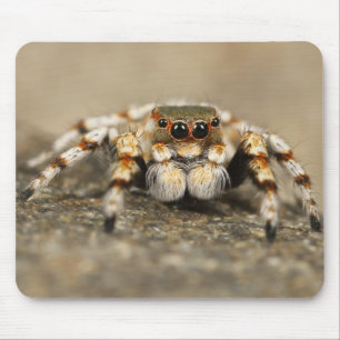 Fantastisk nära en Tarantula Spider Musmatta