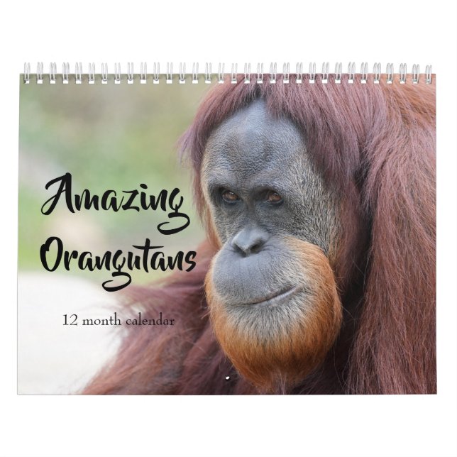 Fantastisk Orangutans 2026 Kalender (Omslag)