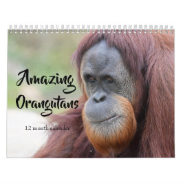 Fantastisk Orangutans 2026 Kalender