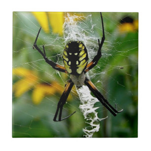 Fantastisk Photo Orb Spider i Webben Kakelplatta