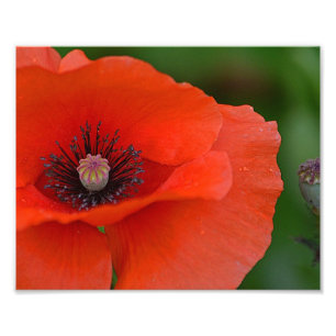 Fantastisk poppy Photo Print Fototryck