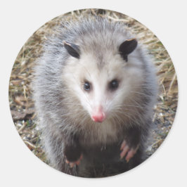 Fantastisk Possum Classic Round Sticker Runt Klistermärke