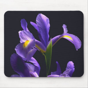 Fantastisk purpurfärgad Iris Musmatta