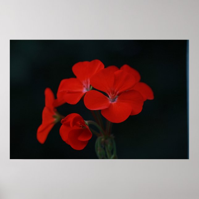 Fantastisk Red Flowers Poster (Framsidan)