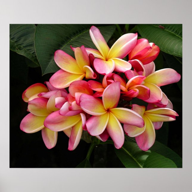 Fantastisk Rosa och Gult Plumeria Poster (Framsidan)