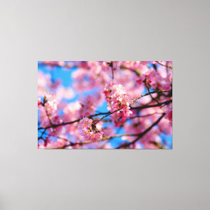 Fantastisk rosa Sakura och blå himmel på våren Canvastryck