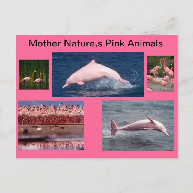 fantastisk rosa visning av delfiner och flamingos vykort (Framsida)
