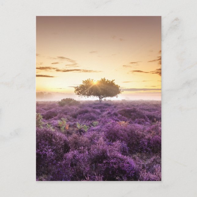 Fantastisk soluppgång vid träd & lila vykort (Framsida)