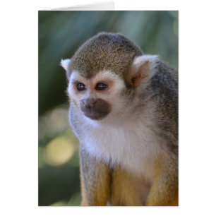 Fantastisk Squirrel Monkey Hälsningskort