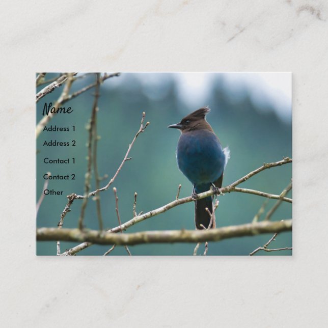 Fantastisk Stellar Jay Affärskort Visitkort (Framsida)