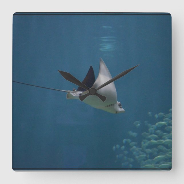 Fantastisk Stingray Fyrkantig Klocka (Framsida)