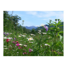 Fantastisk syn på blommorna