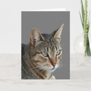 Fantastisk Tabby Katt Närbild Porträtt Vektor Kort