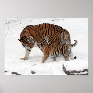Fantastisk Tiger med Unge i snö Poster