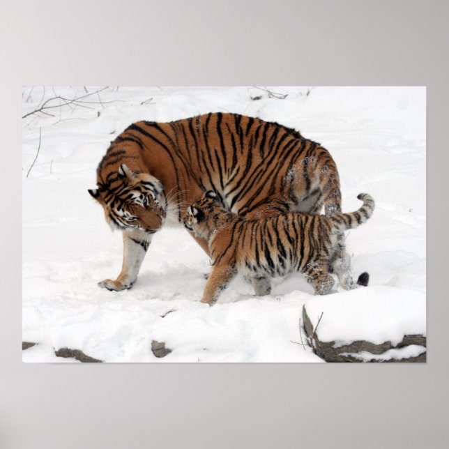 Fantastisk Tiger med Unge i snö Poster (Framsidan)