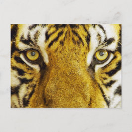 Fantastisk Tiger Öga Wildlife Painting Vykort