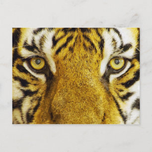 Fantastisk Tiger Öga Wildlife Painting Vykort