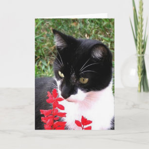 Fantastisk Tuxedo Cat in Garden Blank Inside Kort
