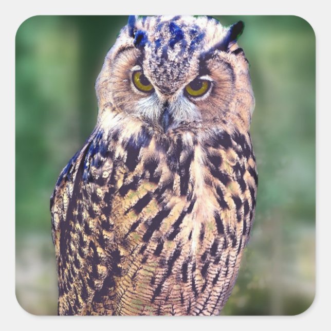 Fantastisk Uggla Fyrkantigt Klistermärke (Framsida)