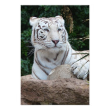 Fantastisk vit bengaltiger