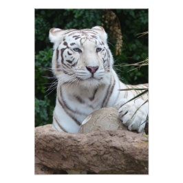 Fantastisk vit bengaltiger fototryck