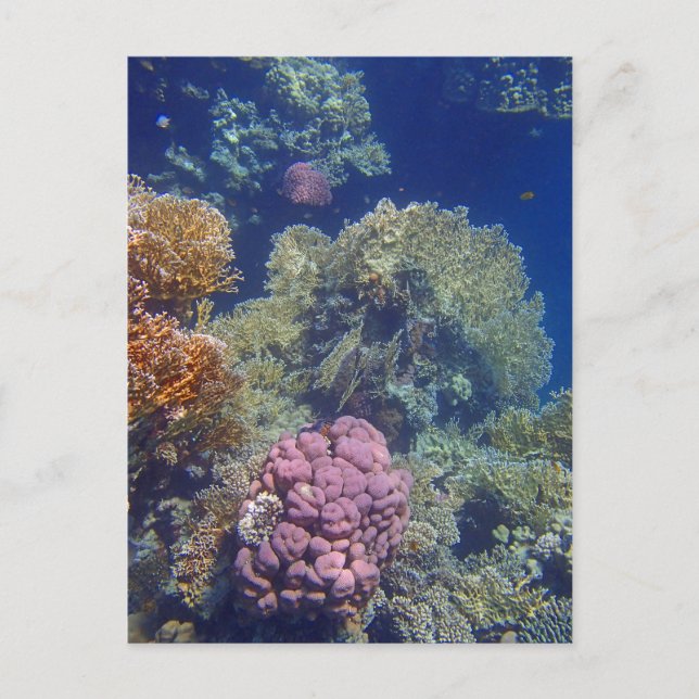 fantastisk vykort (Framsida)