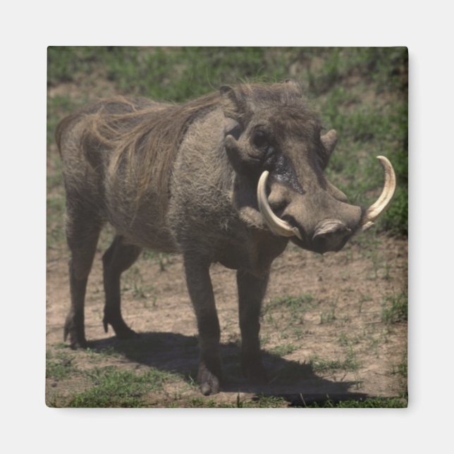 Fantastisk Warthog Magnet (Framsidan)