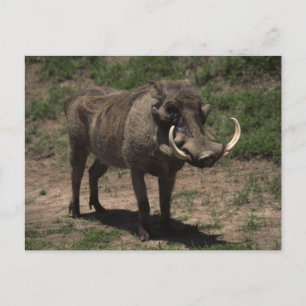 Fantastisk Warthog Vykort