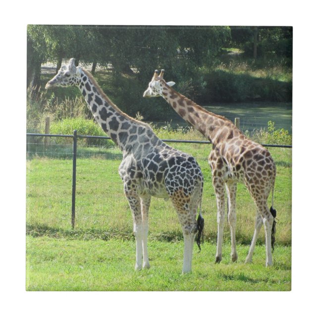 Fantastiska giraffer kakelplatta (Framsidan)