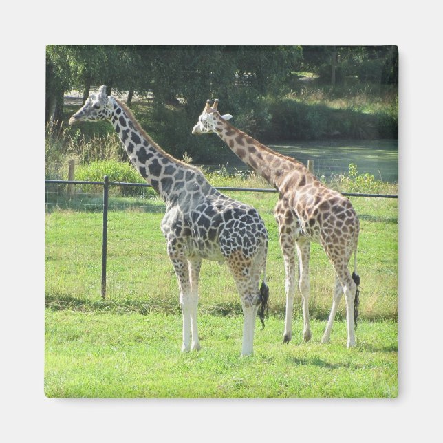 Fantastiska giraffer magnet (Framsidan)