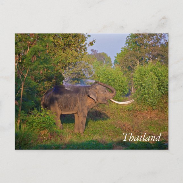 Fantastiska Thailand Elefant Vykort (Framsida)