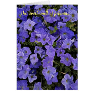 Fantastiskt blått Violet Petunia Flowers Photo Hälsningskort